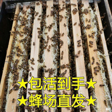 中蜂蜂群出售蜜蜂活 群笼蜂土蜂蜜蜂蜂群蜂王种王贵州中蜂带箱