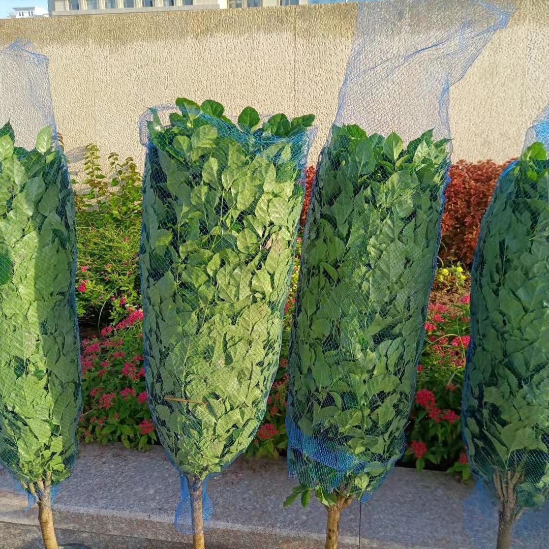 绿植网套植物包装网套无结网绿植保护运输网卷发财树鲜花绿萝