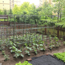 黄瓜爬藤架豆角架丝瓜架子庭院种菜植物支撑杆菜园艺支架包塑钢管