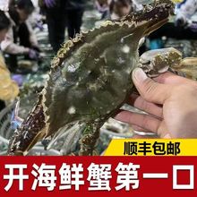 螃蟹鲜活梭子蟹顺丰包邮冷冻大海鲜水产冰鲜整只超大肥美海蟹