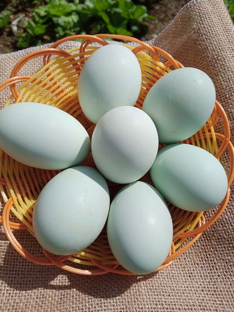 红泥腌制新鲜生咸鸭蛋红心散养不咸零食咸蛋黄起沙不流油批发