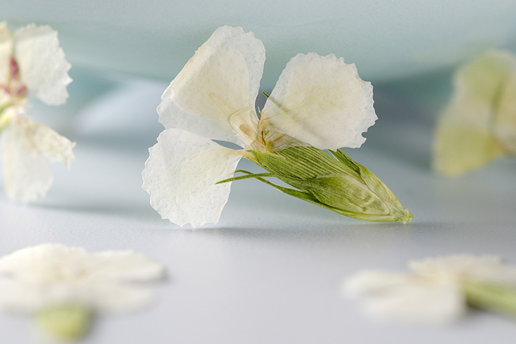 相思梅 压花手机壳压花画 植物标本干花押花书签 脸部装饰干花