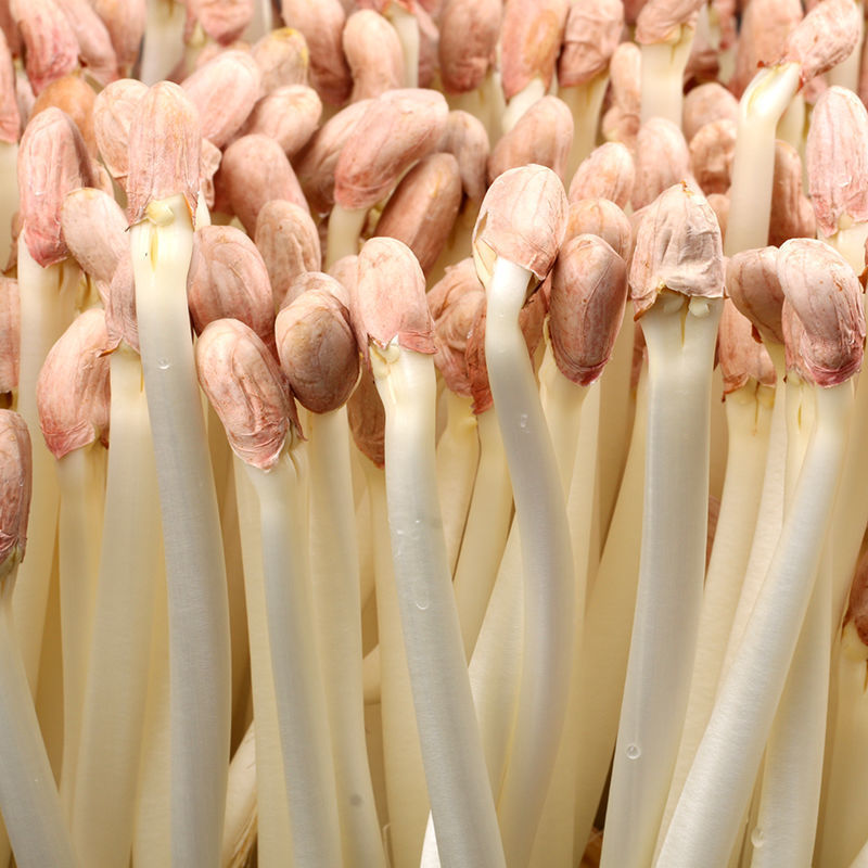 现采新鲜蔬菜花生芽食用花生苗菜苗芽菜批发火锅沙拉生鲜长寿芽
