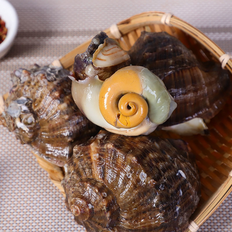 海螺鲜活现挖现发大小超肥新鲜鲜活海鲜水产螺类贝类量大从优包邮