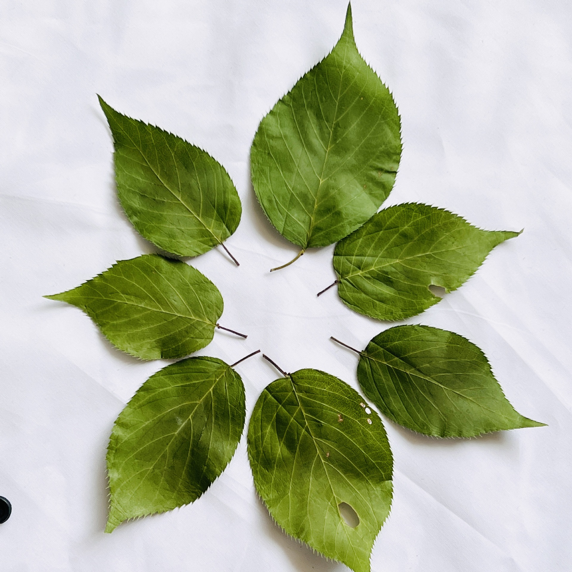 樱花叶子 真花押花压花幼儿素材滴胶干花材料包手机壳diy植物标本