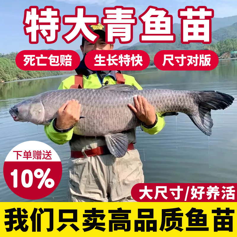 螺蛳青鱼苗淡水养殖食用大尺寸草鱼苗乌青草棒黑鲩本地冷水小鱼苗