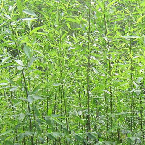 竹柳树苗柳树小苗树苗纯正美国速生竹柳3号竹柳扦插条苗垂柳树苗