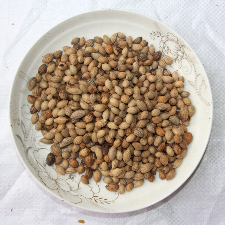 批发流苏种子颗粒饱满新采流苏种子包发芽 林木种子基地发货