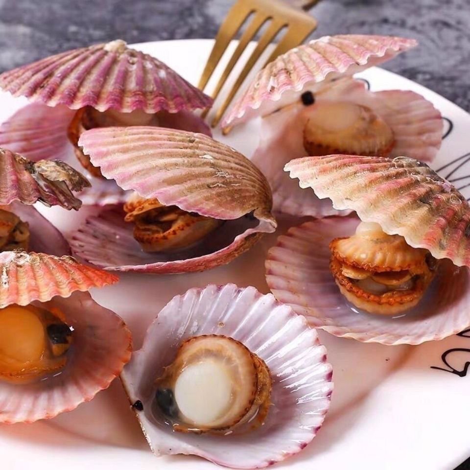 扇贝鲜活新鲜带壳大港湾贝 现捞海鲜水产贝类顺丰包邮!