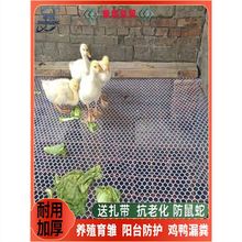 养殖育雏鸡鸭鹅漏粪塑料网鸽笼专用地网阳台防猫防护隔离鱼塘围网