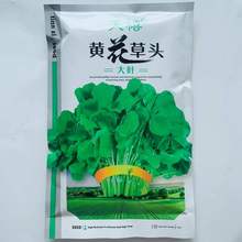 金花菜草头种子三叶秧草大叶黄花菜苜蓿上海特产母齐头新鲜草头籽