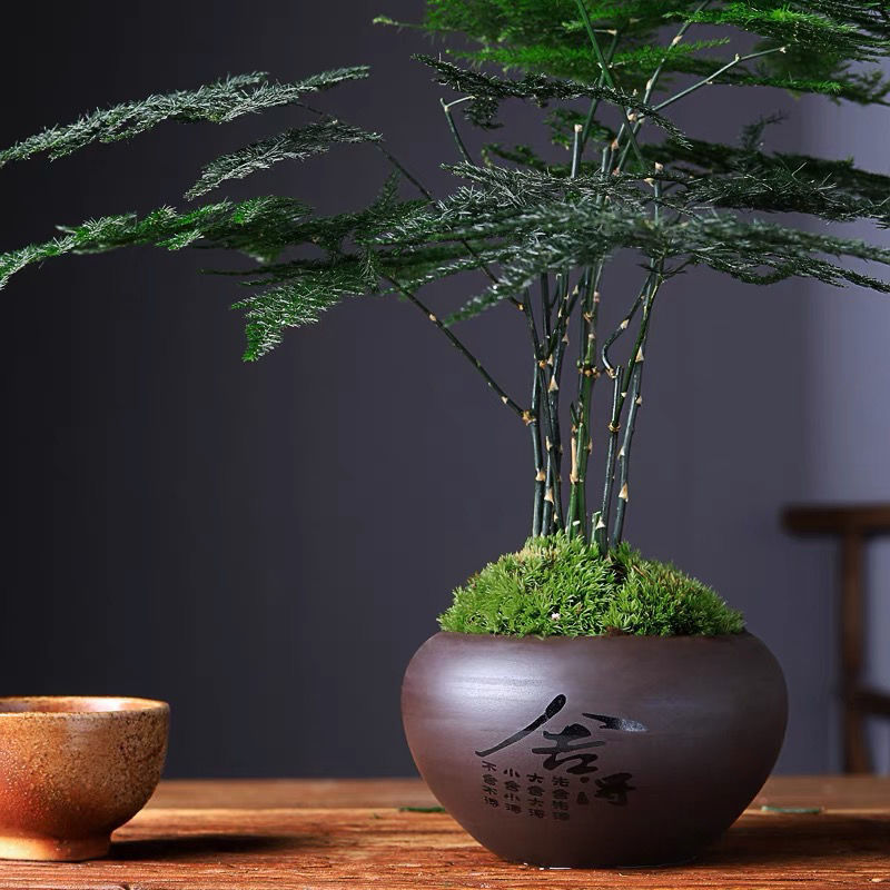 文竹盆栽带盆栽好室内净化空气桌面水土培云竹绿植四季常青小盆景