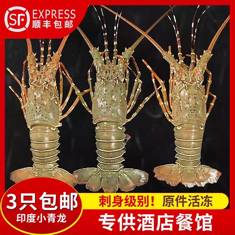 小青龙龙虾波士顿澳洲花龙虾鲜活海鲜水产冰鲜冷冻奥龙特级大龙虾