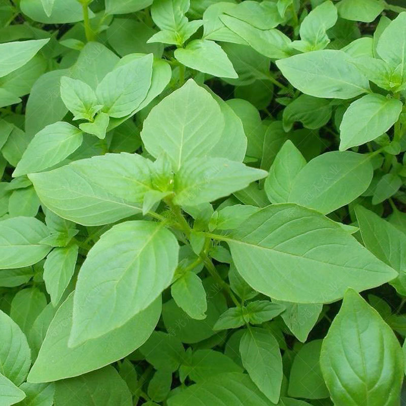 荆芥菜种籽夏季四季播盆栽荆菜蔬菜苗孑河南大叶荆棘种子菜籽
