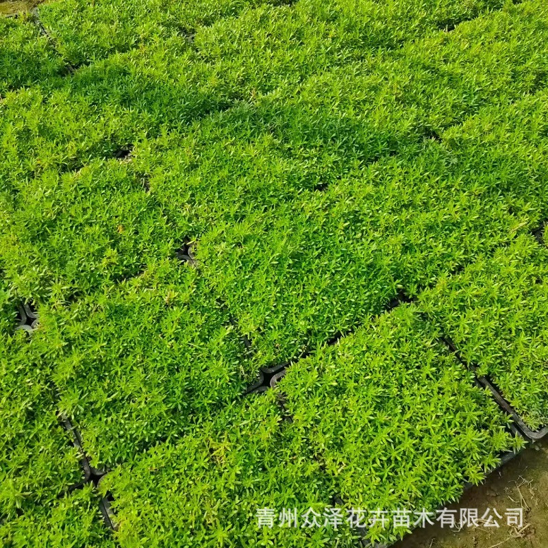 绿叶佛甲草 方盘新型矮生匍匐地被植物多年生耐热耐寒耐贫瘠