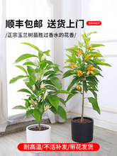 白兰花玉兰树苗花卉黄角兰植物阳台室内绿植易活带花苞四季开盆栽