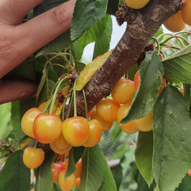 黄蜜樱桃苗嫁接黄灯樱桃树苗车厘子树苗果树苗南北方种植当年结果