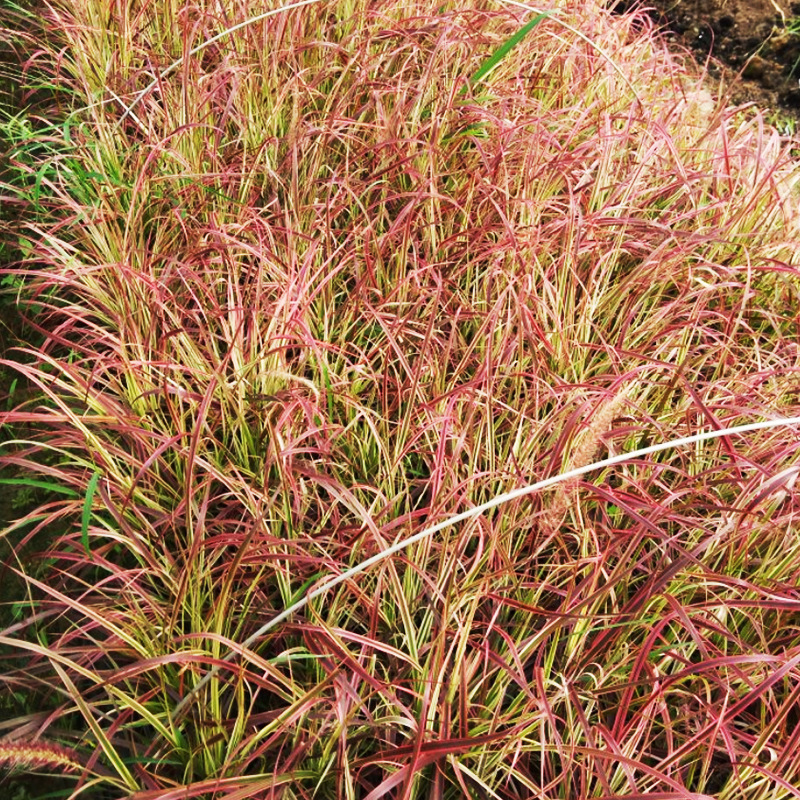 基地批发火焰狼尾草 花圃苗圃盆栽观赏草 多季花境花坛植物