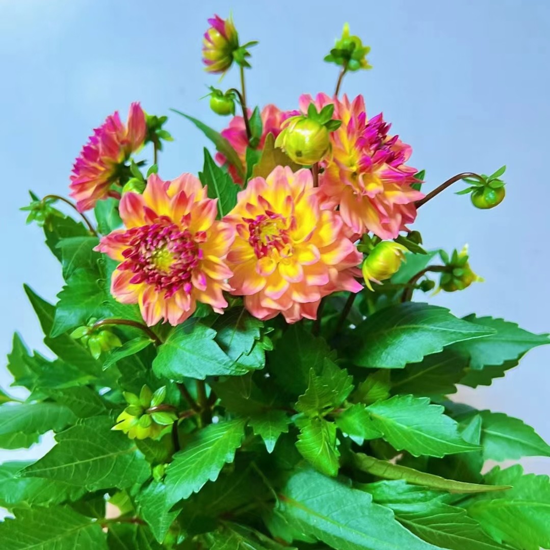 2411a红苕花 大丽花 四季地瓜花盆栽带花大丽菊苗室内植物花卉客