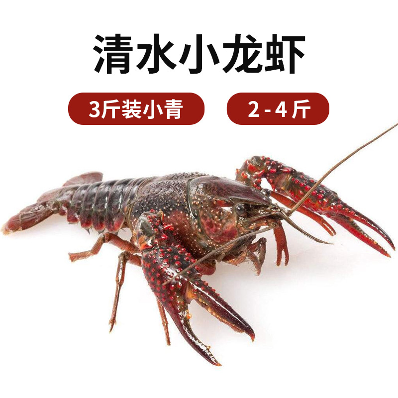 湖北小龙虾淡水养殖监利鲜活龙虾4斤装家庭食用456钱青红稻田虾