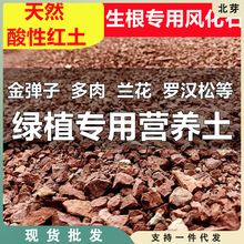 四川天然风华石金弹子兰花多肉生根营养土酸性土渗水扦插生根红土