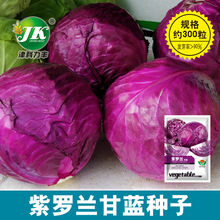蔬菜种子公司大量批发紫甘蓝种子包菜种紫色红圆白菜约300粒原装
