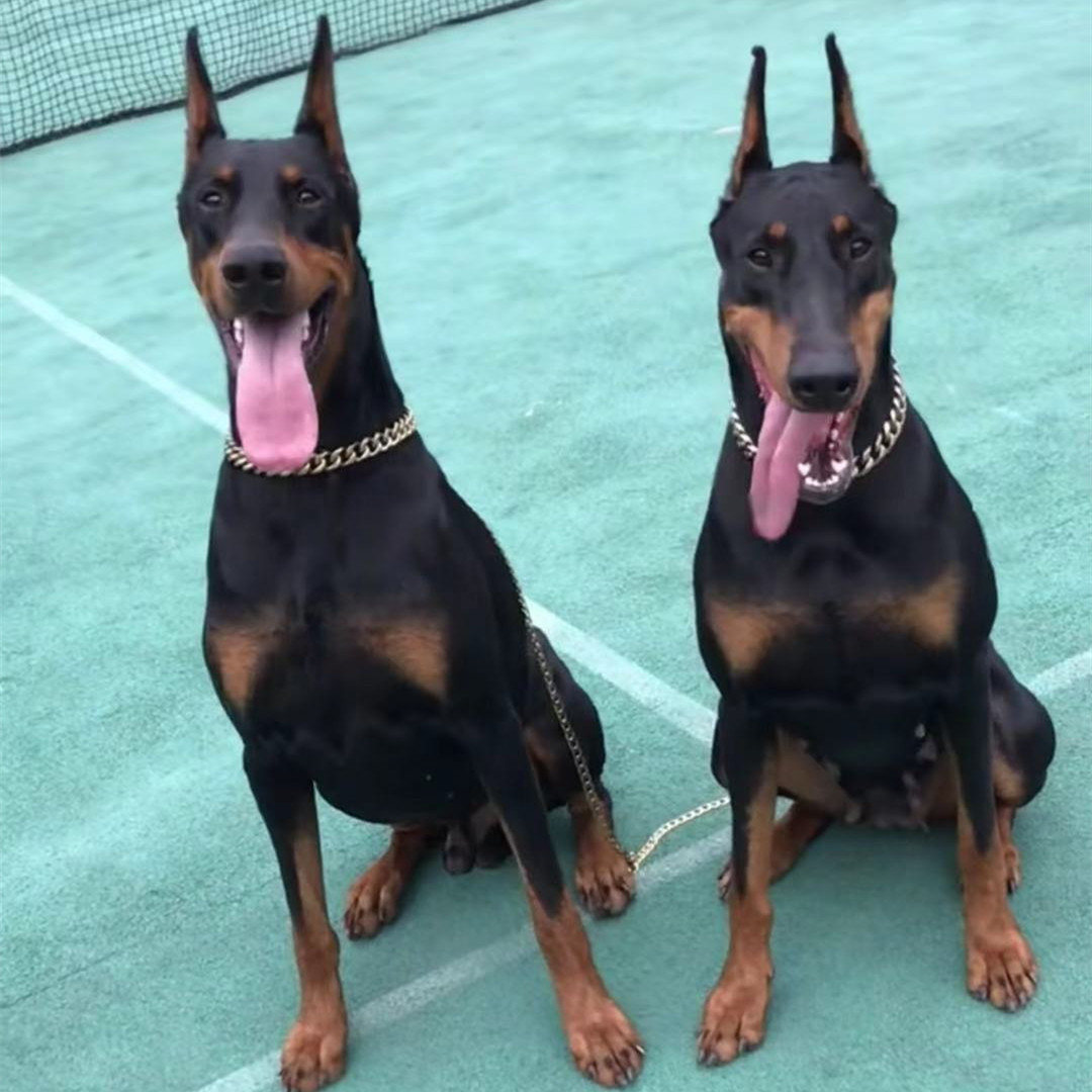 杜宾犬