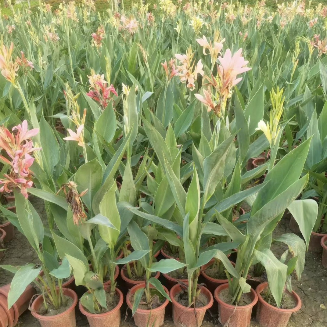 水生美人蕉袋苗盆栽苗室内阳台湿地好养花卉植物庭院四季开花绿植