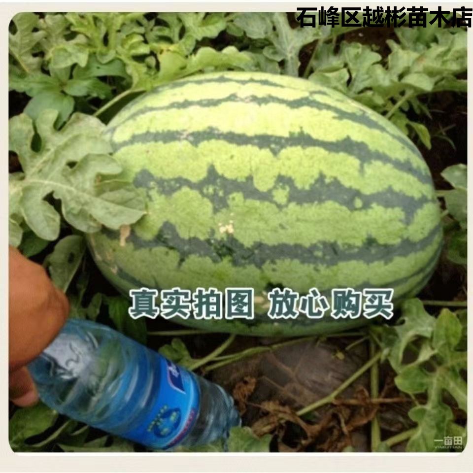 西农九号西瓜种子高产懒汉大西瓜种籽春季夏四季水果-阿里巴巴