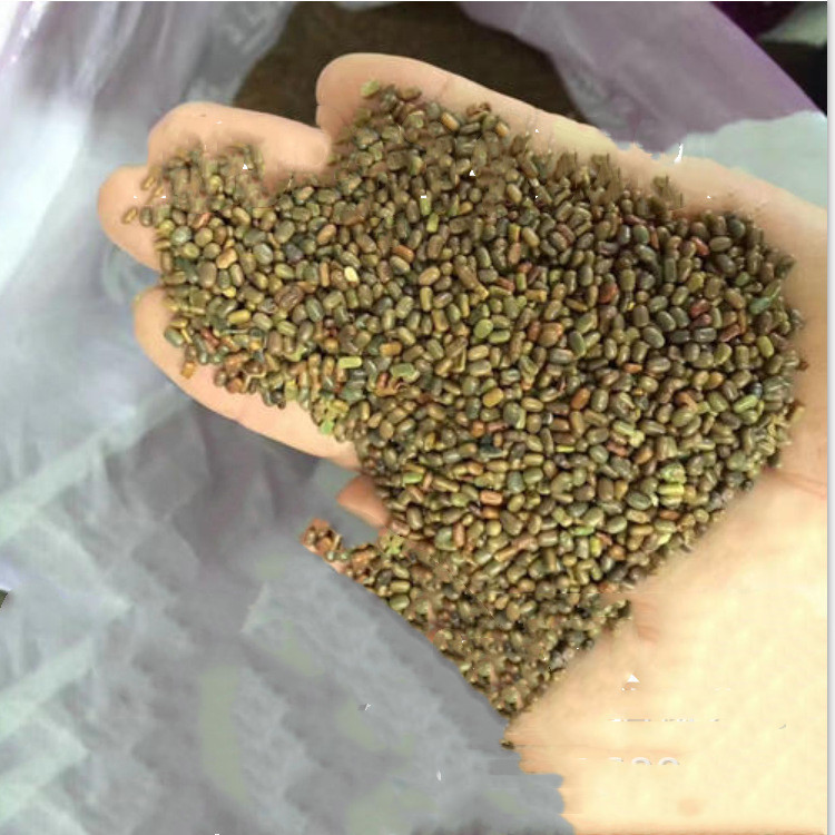 批发绿肥种子田箐种子田青