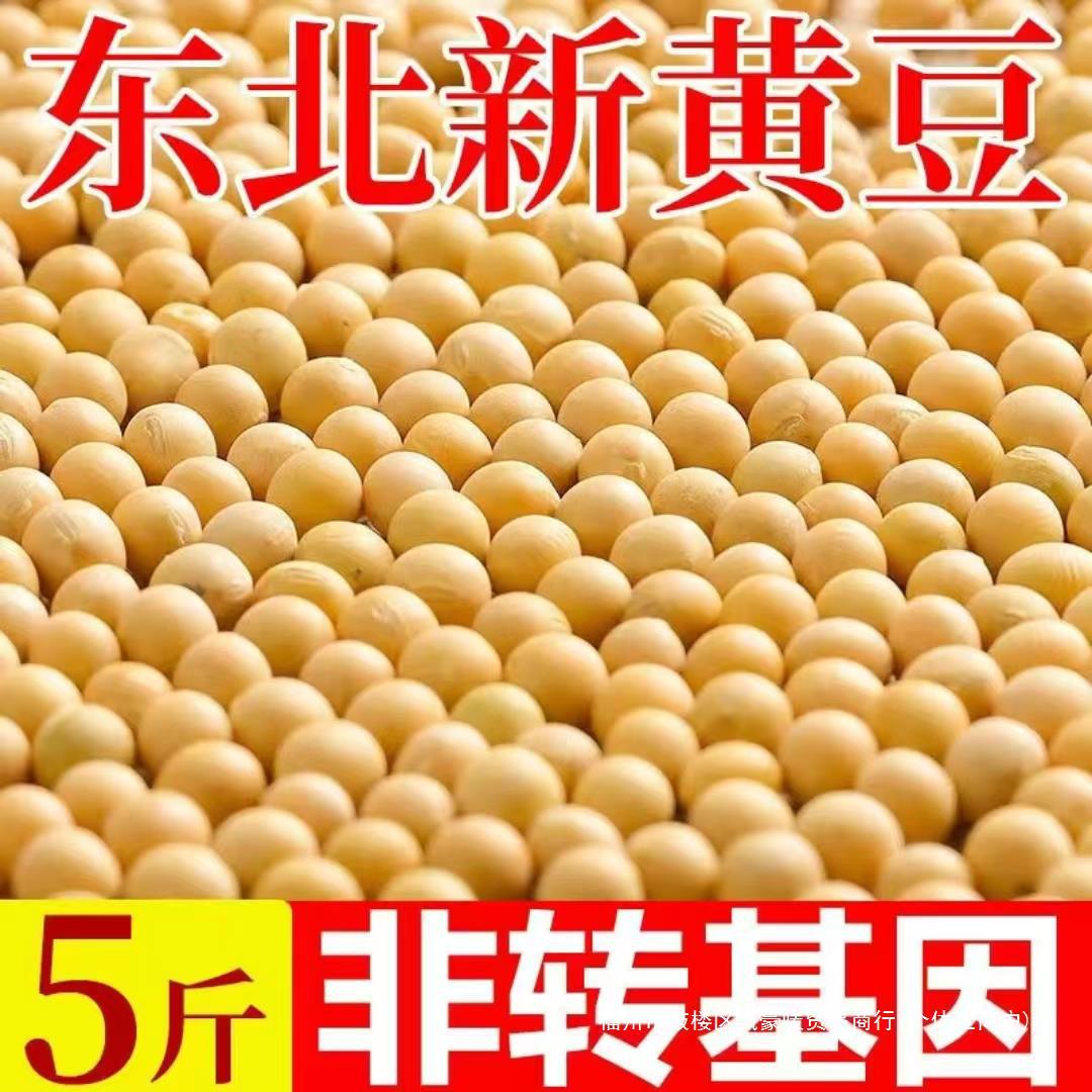 新大豆豆子豆芽打黄豆农家自种2023黑龙江转基因生豆浆东北非