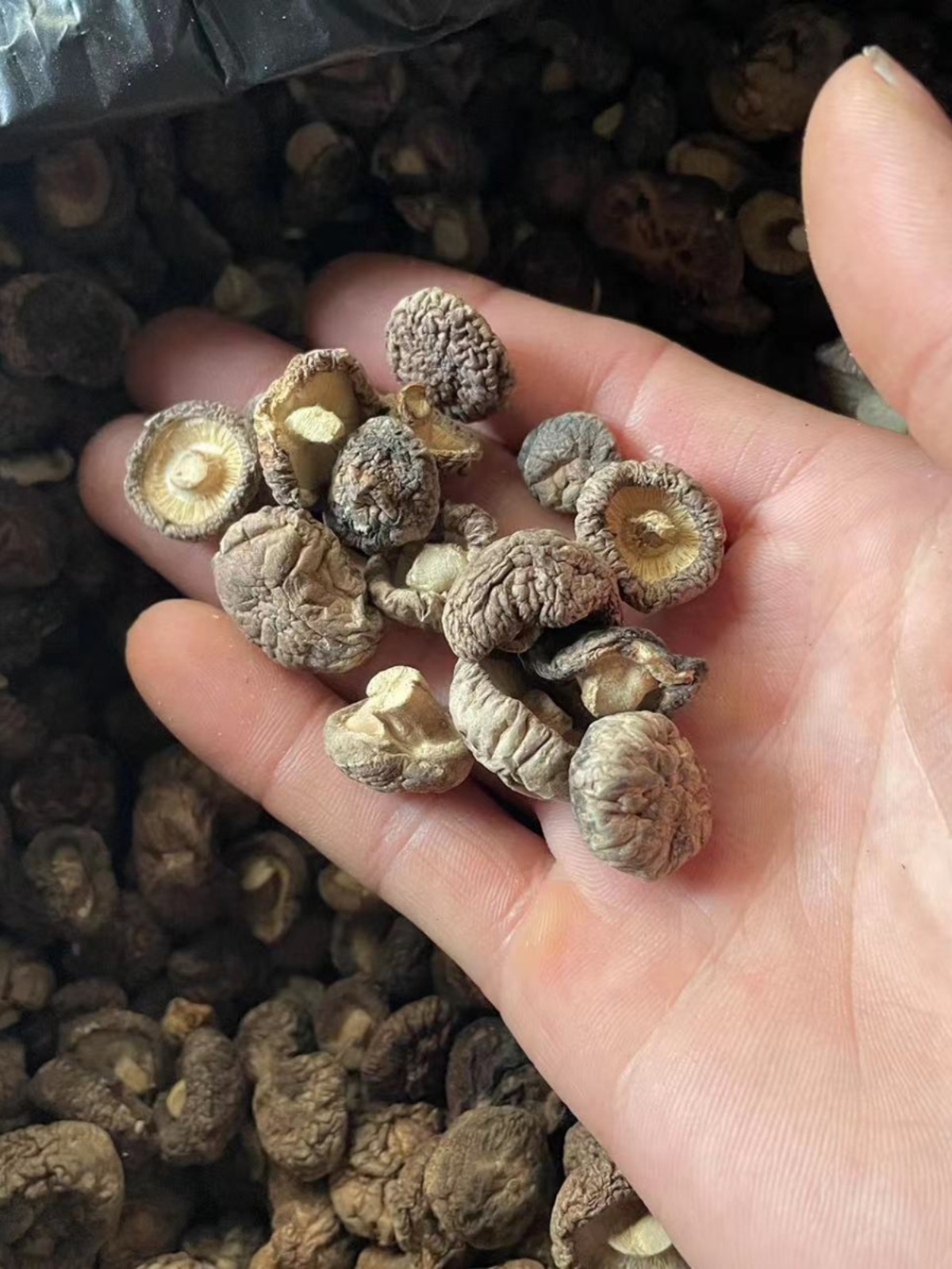 小香菇干货特小金钱菇商用珍珠菇迷你小干香菇净重农家小蘑菇散装