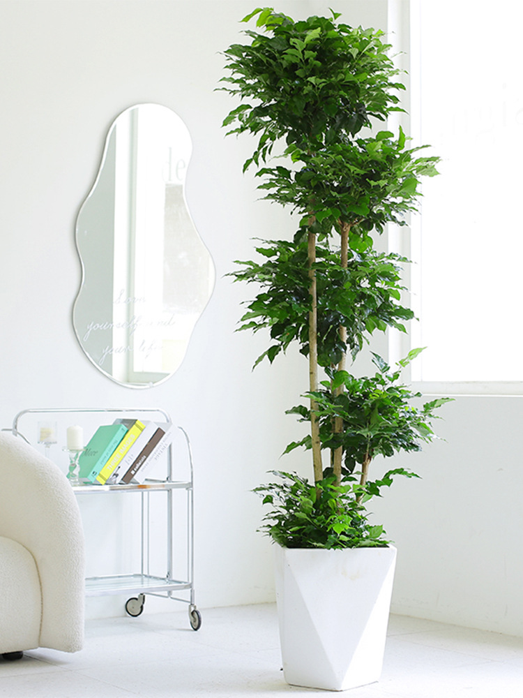 芳然绿宝幸福树室内造型高杆大型盆栽办公室客厅吸甲醛净化空气
