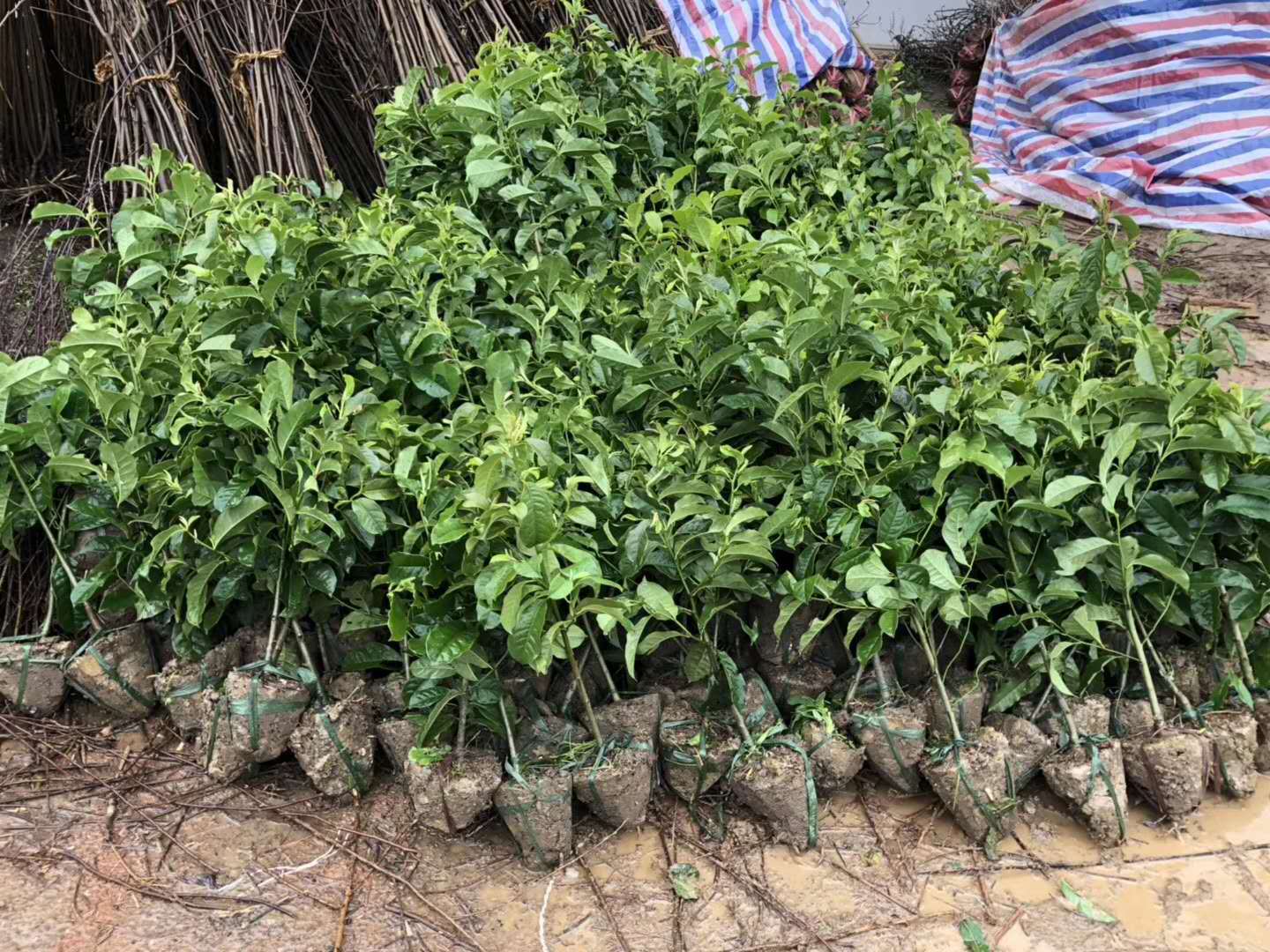 乐昌含笑【浙江】乐昌含笑树苗 5-22公分 深山含笑 退林还田 规格