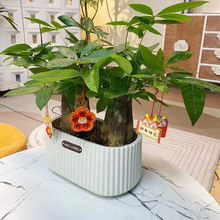 花卉小盆景吸甲醛绿植发财树盆栽室内客厅茶台办公室好养易活植物
