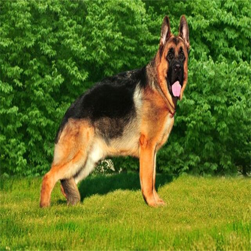 兔;牛;羊;猪所在地:济宁市任城区 李营街道中德广场b座2005员工人数