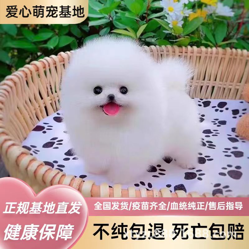 博美幼犬活体纯种出售茶杯犬长不大俊介小型犬博美批发价格活物