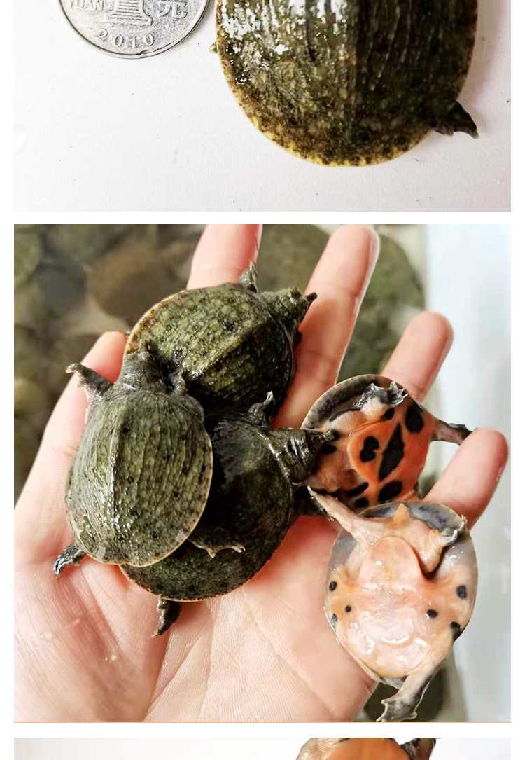 外塘放养小甲鱼批发鲜活稻鳖两克到一百二十克紫月潭水鱼团鱼工厂