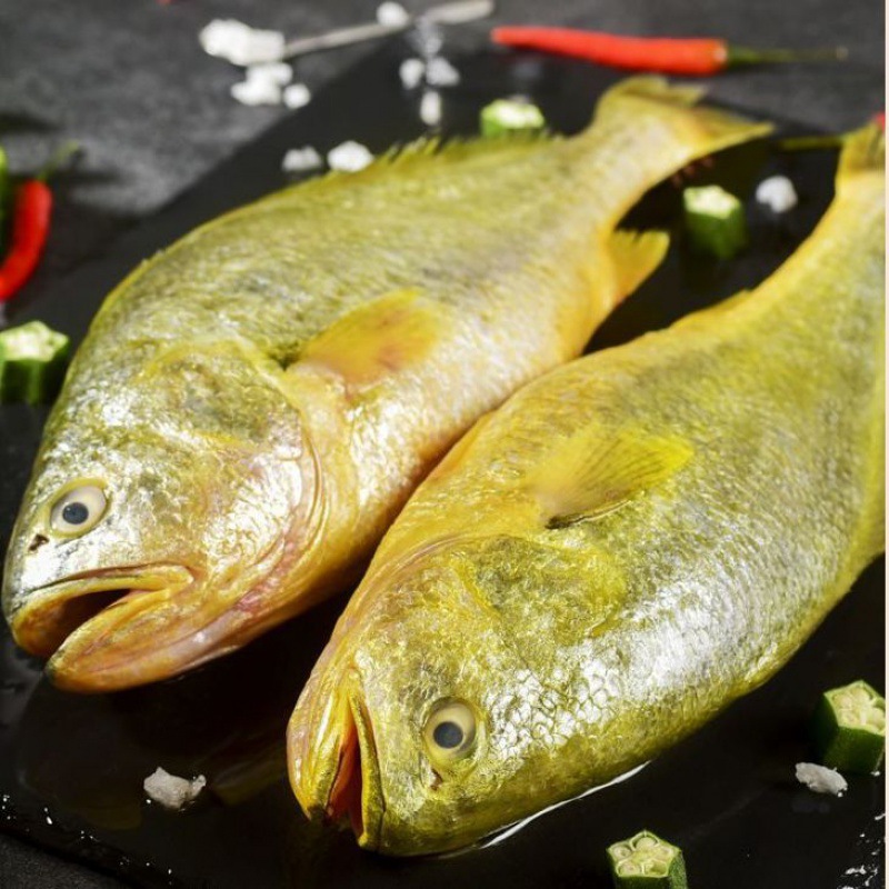 黄鱼宁德霞浦大黄鱼新鲜鲜活黄瓜鱼海鱼海鲜生鲜大黄花鱼直发跨境