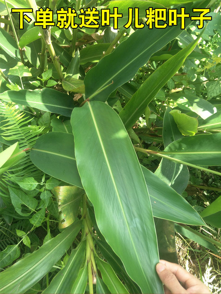 四川宜宾特产筠连陈记叶儿粑粉猪儿粑粉磕粉汤圆粉传统水磨