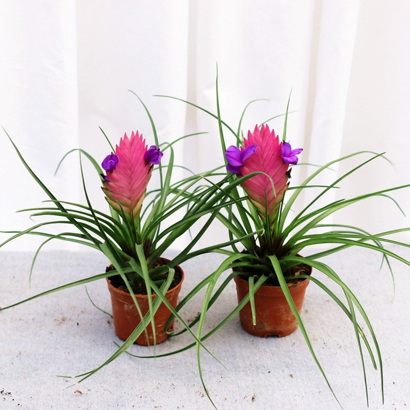 迷你铁兰花紫花凤梨小盆栽桌面小花卉好养易活室内花净化空气绿植