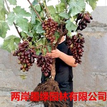 葡萄树苖阳光玫瑰蓝宝石盆栽晴王爬藤南方北方种植巨峰无核葡萄苗