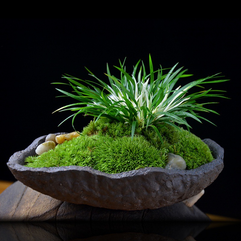 99成交377盆金钱菖蒲盆景金凤凰随手香盆栽菖蒲草植物室内绿植桌面