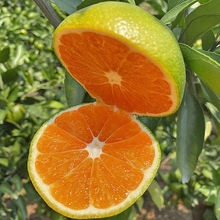 桔子10斤新鲜橘子蜜桔青皮薄皮柑橘孕妇水果整箱厂家批发代发跨境