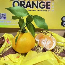 果乐多金钱豹见粑粑柑原箱礼盒9斤当季新鲜水果丑八怪橘子