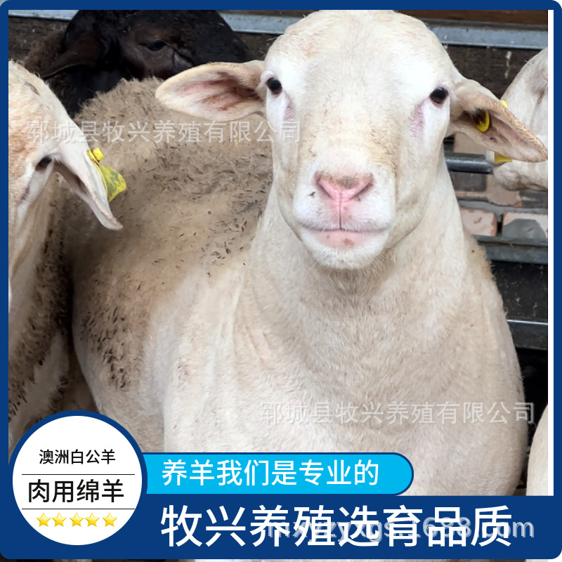 澳洲白绵羊种公羊价格小母羊羊羔绵羊养殖场肉用绵羊活体供应