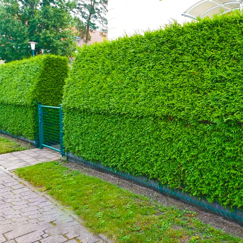 冬青树苗庭院植物围墙篱笆植物大叶北海道黄杨苗四季常青耐寒绿篱