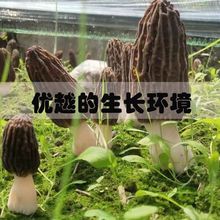 羊肚菌批发陕西干货新鲜干食用菌煲汤菇类食材批发跨境厂家