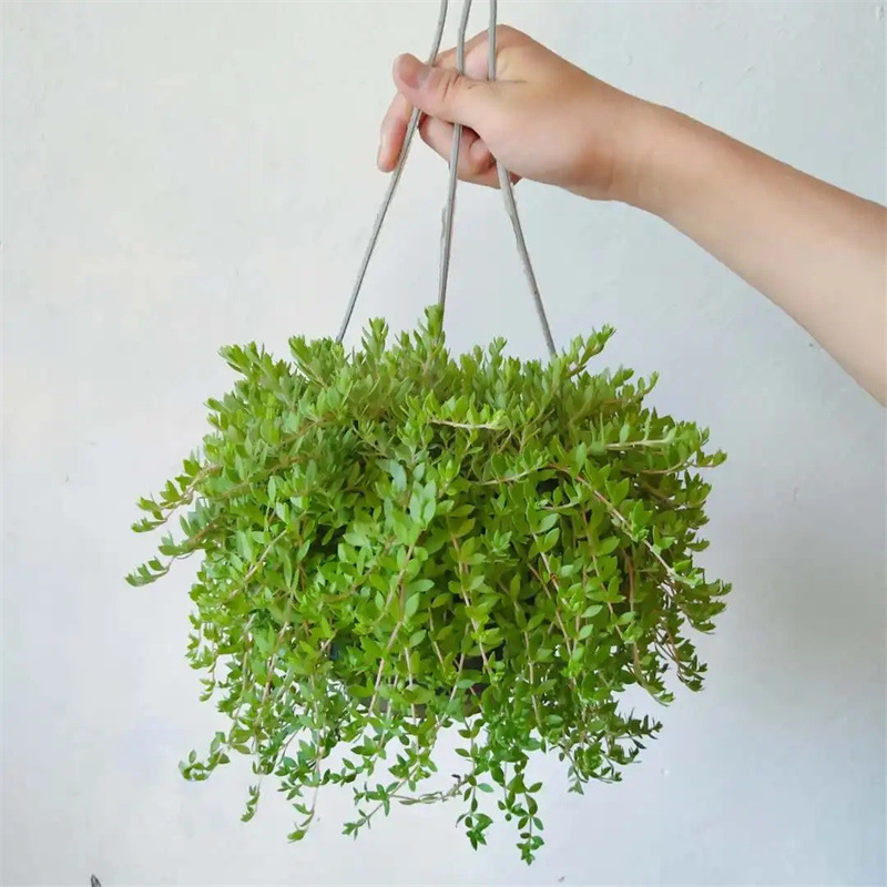 垂盆草正宗垂盆草盆栽 食用绿植阳台室内植物-阿里巴巴