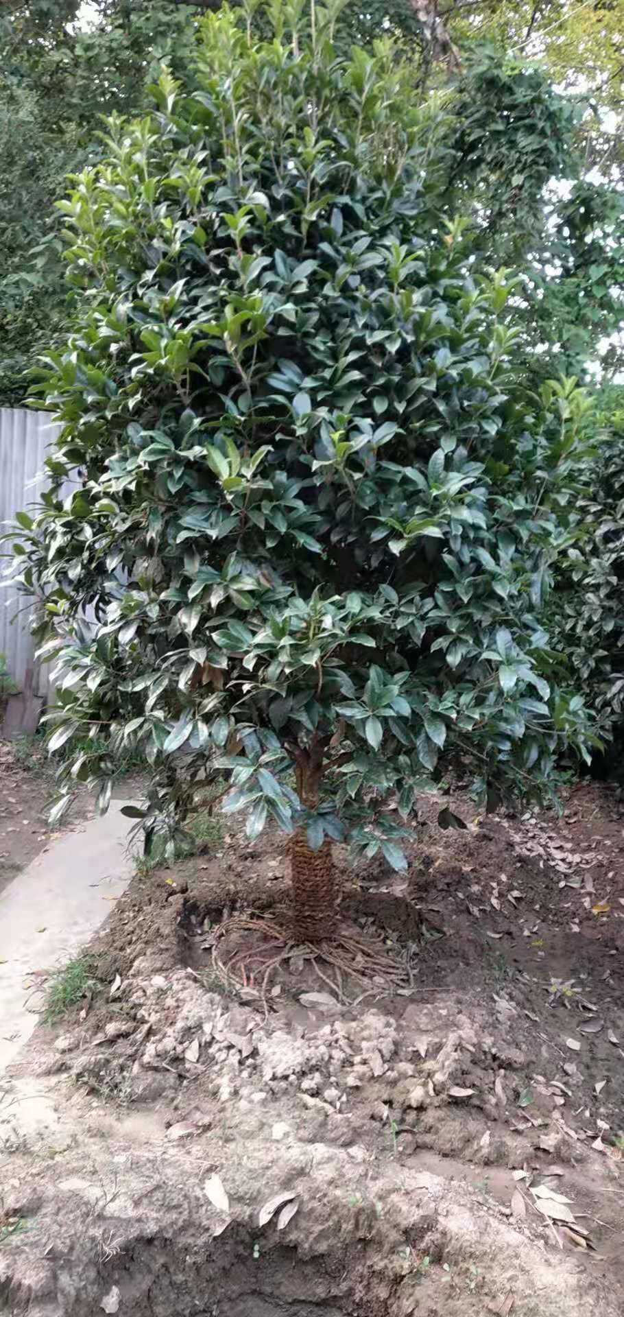 园林工程苗行道树四季桂花树金桂丹桂庭院别墅绿化长青盆栽花卉